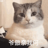 tibuqijindemoumoulin