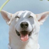 qingchunrengxunuli