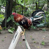 JaraGF