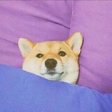 shepidaizibao