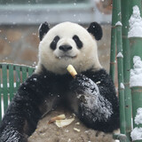 xianzhiyuzijiba
