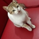 melonmerah
