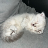 Chat__zx