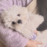 xiaotuoxiexiaowazi