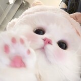 amiaomiyuki