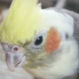 Mattiu