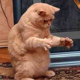 เจ้าแมวส้มสี่ขา