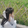 layuechangle