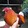 musangGFowl