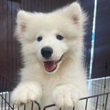 wojiubuxinlepinle