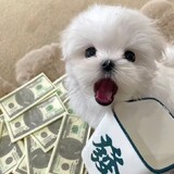 xiaolinmeifannao1