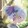 putongのfeng