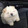 murenmeng