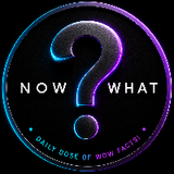 NOWWHAT STUDIO