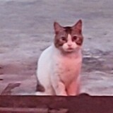 Dicky Chairul