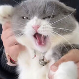 shiasangdeyipianyezi