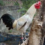 Banban Gameyard