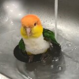 caiquekaikeyingwu