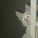 ちょう.