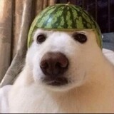 ドギー