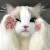 miaowangwuyuzhu