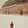 tianqi_canxue