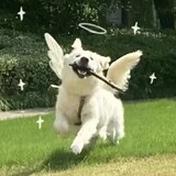 pdpandaq