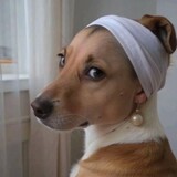 funnystuffdiary
