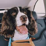 luhuadehuashengjiang