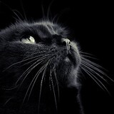 รีส'ส ซี้ มังกรน้อยส