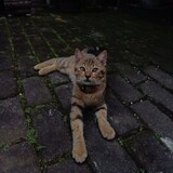 [GABUD]        akun asli di tiktok