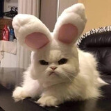 heipabupaheizouqilai