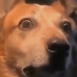 AlphaDoge