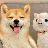 mengchongduoduoduo