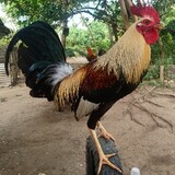 JPMgamefowl