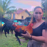 Lady tiger Jkk Gf