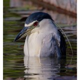 chushuifuronglushifu