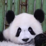 shenweifengfanmessi
