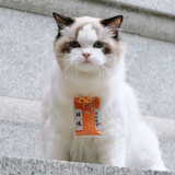 gfan___ganfan___