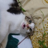 xsyfg