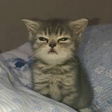 ZyYosh