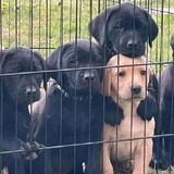 binbinzhexiangwulile