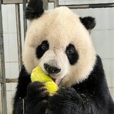 gavinaihuoguo