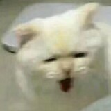 guojiuzhenzhuhu