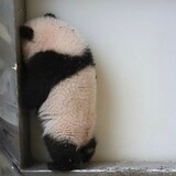 pandaguinan