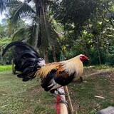 DBarbarians Gamefarm
