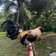 creator avatar