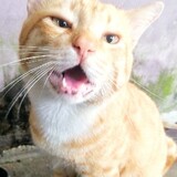 Batuta Arya