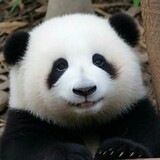 shifeifeifei