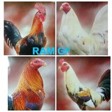RAMGF